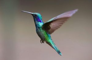 neurliderazgo-equipos-significado-colibri-marite-rodriguez-tercoachingeuropa
