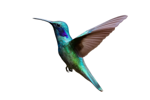 formacionemprendedoras-neuroventas-MariteRodriguez-tercoachingeuropa.Elcolibrí-fábula